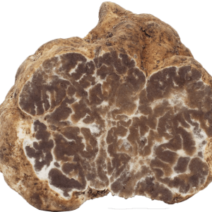 Tuber Borchii / Mirko Tartufi