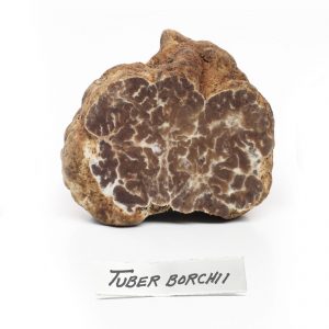 Mirko Tartufi | Bianchetto